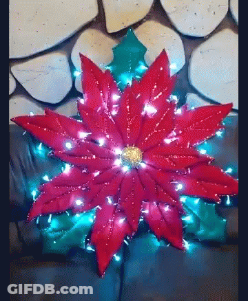 A Red Poinsettia With Christmas Lights Around It Is On A Couch . GIF