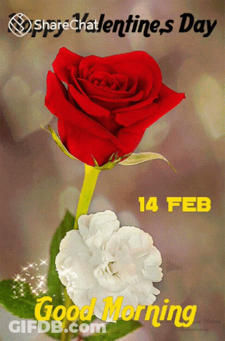 A Red Rose And A White Flower On A Valentine 'S Day Card GIF