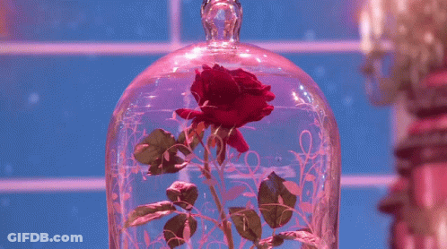 A Red Rose In A Glass Dome On A Pink Background GIF