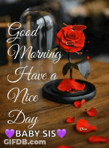 A Red Rose In A Glass Dome With The Words Good Morning Have A Nice Day Baby Sis On It GIF