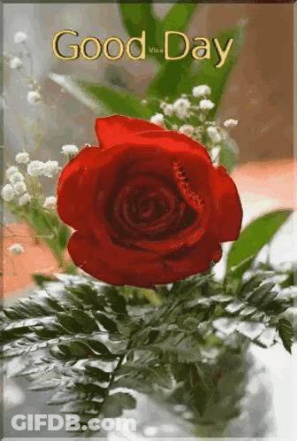 A Red Rose In A Vase With A Good Day Message GIF