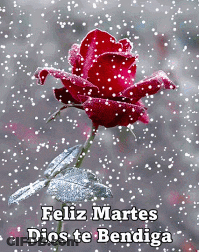 A Red Rose In The Snow With The Words Feliz Martes Dios Te Bendiga Below It GIF