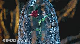 A Red Rose Is In A Glass Dome . GIF