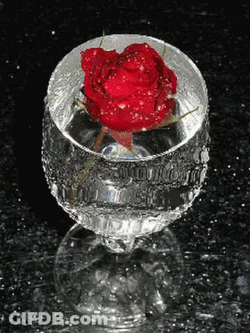 A Red Rose Is In A Glass Of Water On A Black Surface GIF