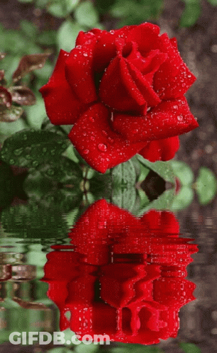 A Red Rose Is Reflected In The Water And Has Water Drops On It GIF