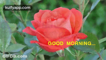 A Red Rose Is Surrounded By Green Leaves And Says Good Morning . GIF