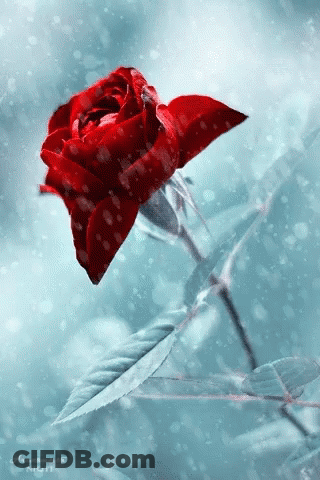 A Red Rose Is Surrounded By Leaves In The Snow GIF