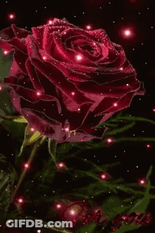 A Red Rose Is Surrounded By Pink Lights On A Dark Background . GIF