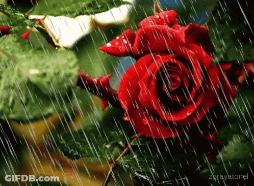 A Red Rose Is Surrounded By Rain Drops And Leaves . GIF