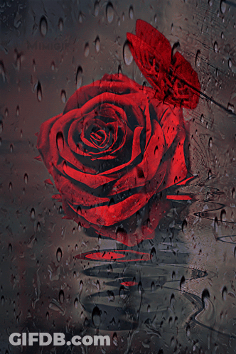 A Red Rose Is Surrounded By Water Drops On A Window GIF