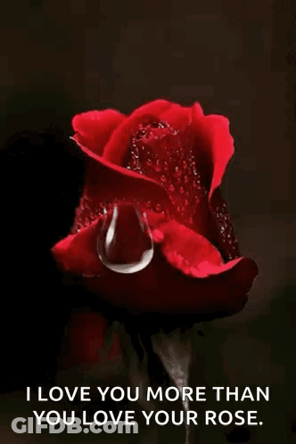 A Red Rose With A Drop Of Water On It And A Quote That Says " I Love You More Than You Love Your Rose " GIF