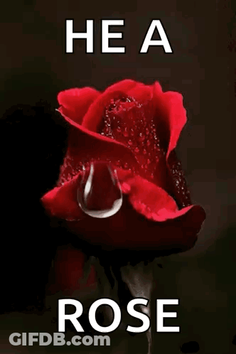 A Red Rose With A Drop Of Water On It And The Words He A Rose Below It GIF