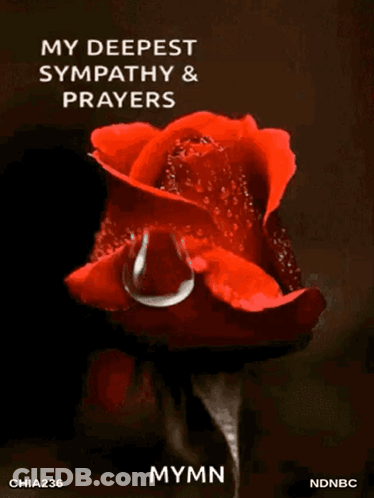 A Red Rose With A Drop Of Water On It And The Words My Deepest Sympathy And Prayers GIF