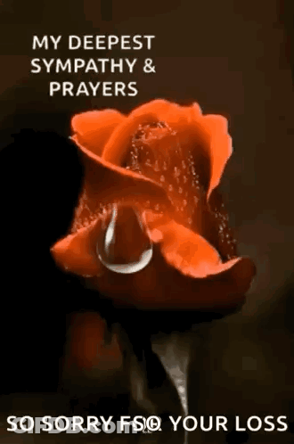 A Red Rose With A Drop Of Water On It And The Words My Deepest Sympathy And Prayers So Sorry Fso Your Loss GIF