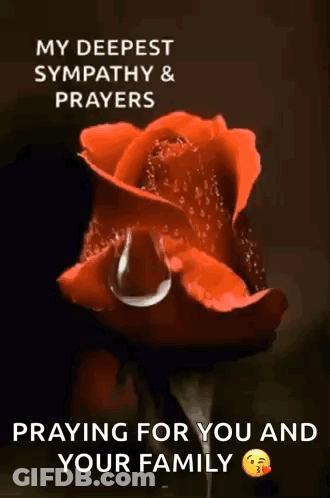 A Red Rose With A Tear Coming Out Of It . GIF