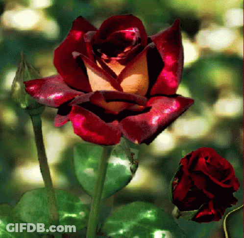 A Red Rose With A Yellow Center Is Surrounded By Greenery GIF