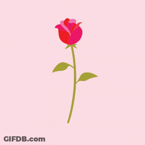 A Red Rose With Green Leaves And Pink Petals On A Pink Background GIF
