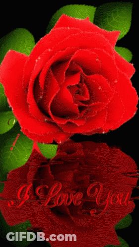 A Red Rose With Green Leaves And The Words I Love You On The Bottom GIF