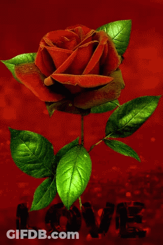 A Red Rose With Green Leaves On A Red Background With The Word Love GIF