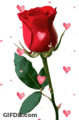 A Red Rose With Pink Hearts Around It GIF