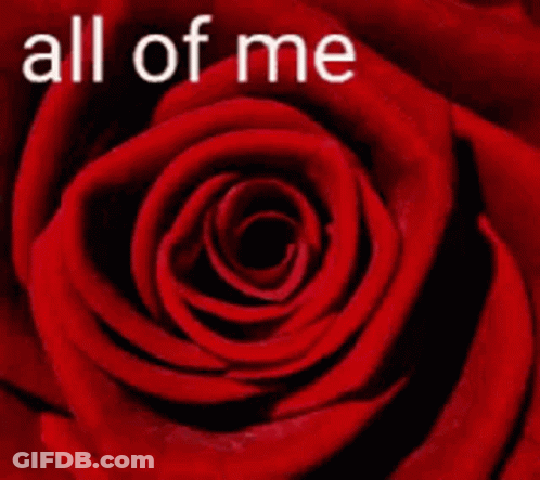 A Red Rose With The Words " All Of Me Loves " Written On It GIF