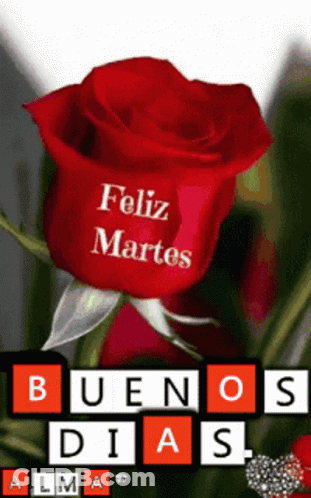 A Red Rose With The Words " Feliz Martes " Written On It GIF