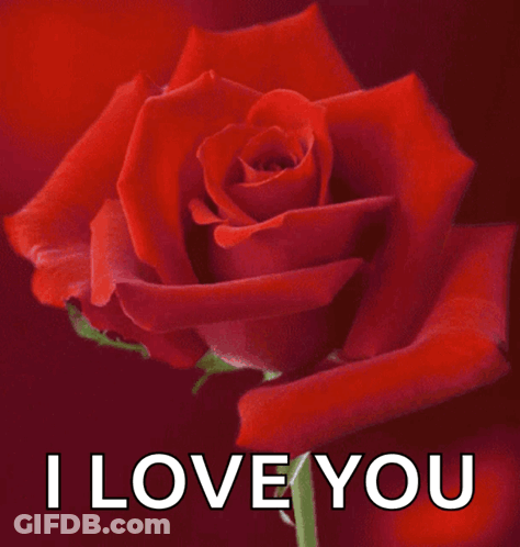 A Red Rose With The Words " I Love You " Written Below It GIF