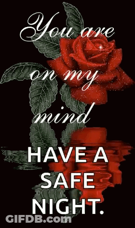 A Red Rose With The Words `` You Are On My Mind Have A Safe Night '' On It . GIF