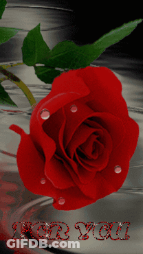 A Red Rose With Water Drops On It And The Words " For You " GIF