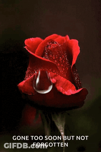 A Red Rose With Water Drops On It And The Words Gone Too Soon But Not Forgotten Below It GIF