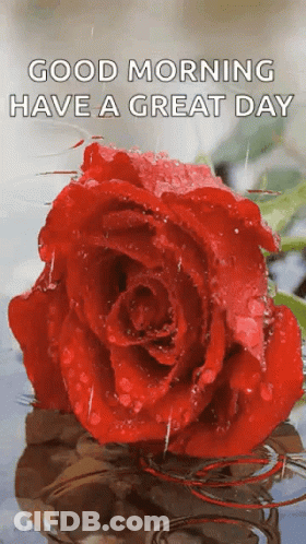 A Red Rose With Water Drops On It And The Words Good Morning Have A Great Day Below It GIF