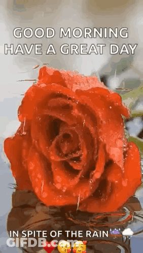 A Red Rose With Water Drops On It Is In The Water And Says Good Morning Have A Great Day In Spite Of The Rain . GIF