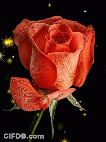 A Red Rose With Water Drops On It 'S Petals GIF