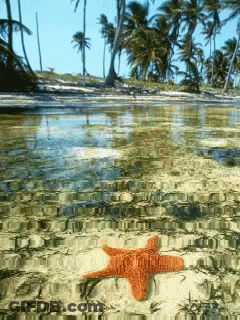 A Red Starfish Is Laying On The Sand Near The Water GIF