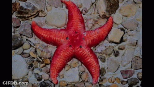 A Red Starfish Is On A Rocky Surface GIF