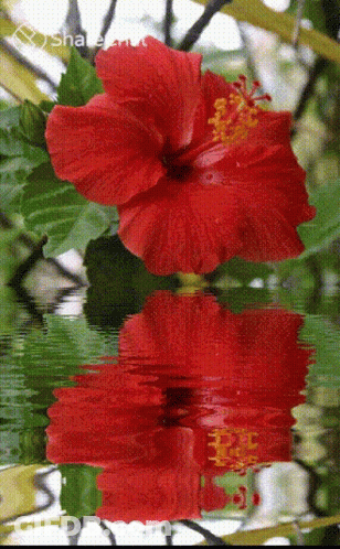 A Reflection Of A Red Flower In The Water GIF