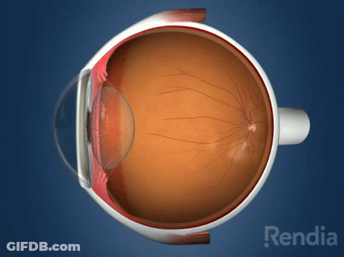 A Rendering Of A Human Eye With The Word Rendia On The Bottom Right GIF