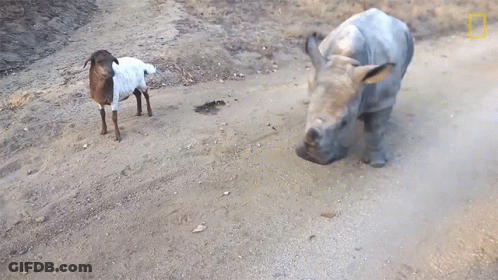 A Rhino And A Sheep Are On A Dirt Path GIF