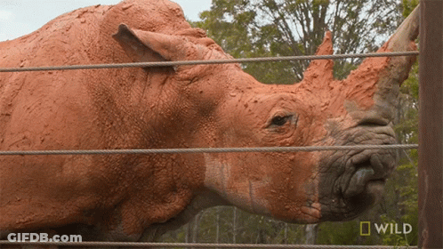 A Rhino Is Behind A Fence With The Word Wild On The Bottom GIF
