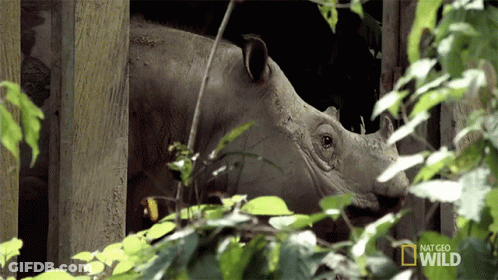 A Rhino Is Behind A Fence With The Words National Geographic Wild Written On The Bottom GIF
