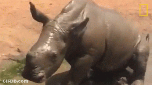 A Rhino Is Covered In Mud And Standing In A Puddle . GIF