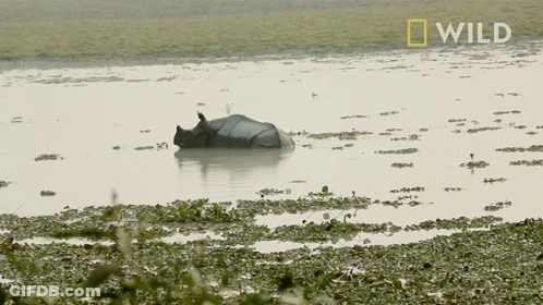 A Rhino Is Floating In A Body Of Water With The Word Wild On The Bottom GIF