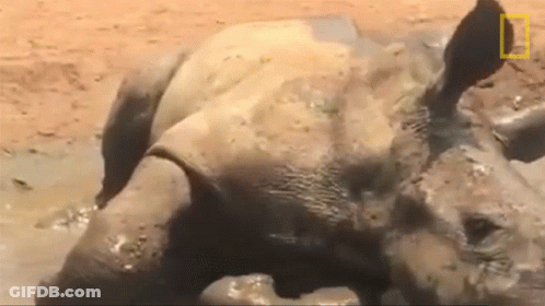 A Rhino Is Laying In The Mud With A National Geographic Logo In The Background . GIF