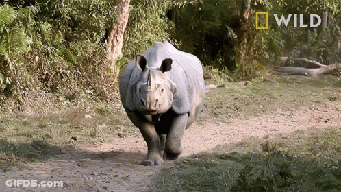 A Rhino Is Running Across A Dirt Path With A National Geographic Logo Behind It GIF
