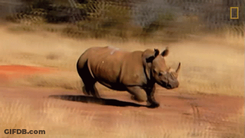 A Rhino Is Running Across A Dirt Road With A National Geographic Logo In The Background GIF