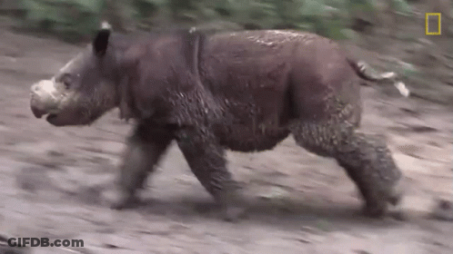 A Rhino Is Running On A Dirt Road With A National Geographic Logo In The Corner GIF