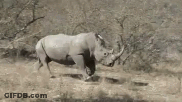 A Rhino Is Running Through A Grassy Field . GIF