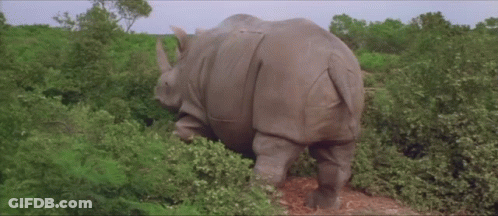 A Rhino Is Standing In A Field Of Trees GIF