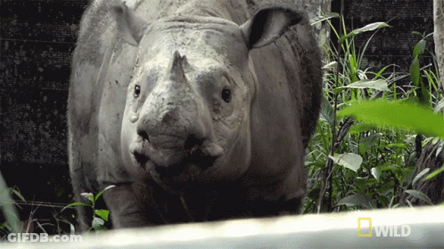 A Rhino Is Standing In A Field With A National Geographic Logo In The Corner GIF