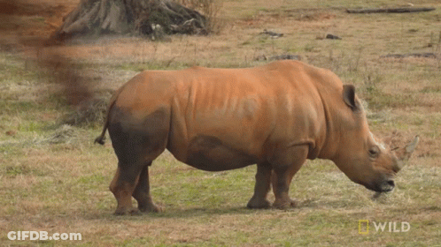 A Rhino Is Standing In A Field With A National Geographic Wild Logo In The Background GIF